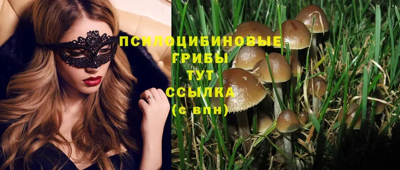 Псилоцибиновые грибы Psilocybine cubensis  цены   Набережные Челны 